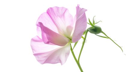 Close-up of a delicate, pale pink flower with subtle light, set against a solid black backdrop