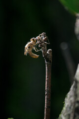 Naissance d'une Libellule