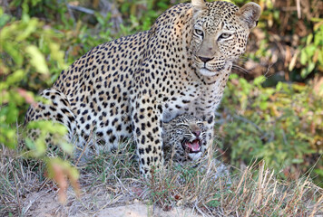 Female Leopard with her cub, Sabi Sands, South Africa
