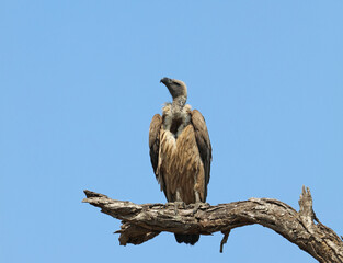 White-backed Vulture perched on a branch, Sabi Sands, South Africa
