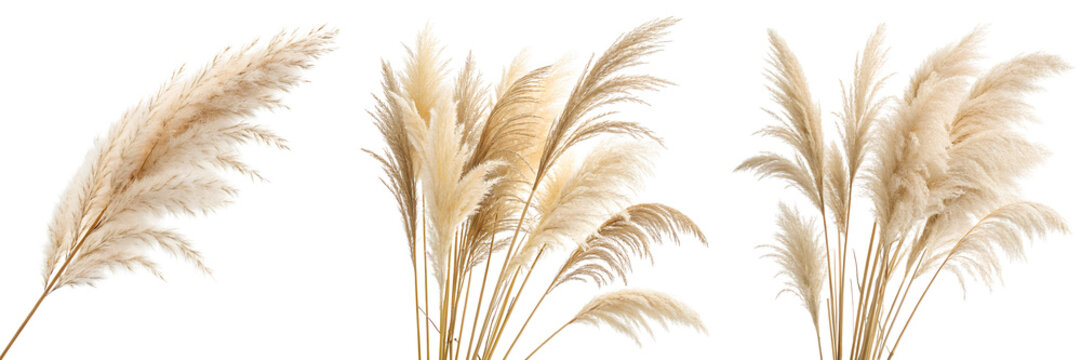  Set of beige pampas grass stick isolated on a transparent background