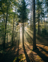Obraz premium Sunbeams pierce through a tranquil forest, illuminating the serene woodland scene. Perfect for projects needing a touch of nature, peace, or adventure. Use for backgrounds, articles, or campaigns.
