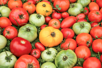 Tomato vegetables background texture. Colorful red green yellow different varieties organic tomatoes harvest on green grass in garden close up
