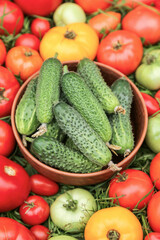 Tomato and cucumber vegetables background texture. Colorful red green yellow different organic tomatoes and cucumbers harvest on green grass in garden close up