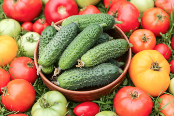 Tomato and cucumber vegetables background texture. Colorful red green yellow different organic tomatoes and cucumbers harvest on green grass in garden close up
