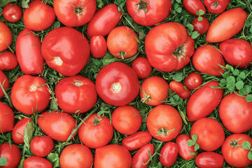 Tomato vegetables background texture. Red ripe different organic tomatoes harvest on green grass in garden close up top view