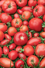 Tomato vegetables background texture. Red ripe different organic tomatoes harvest on green grass in garden close up