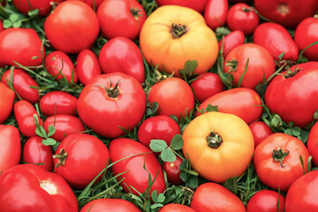 Tomato vegetables background texture. Red and yellow ripe different organic tomatoes harvest on green grass in garden close up