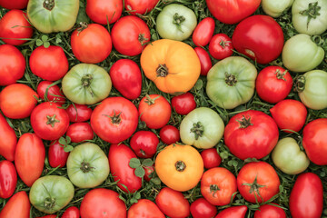 Tomato vegetables background texture. Colorful red green yellow different varieties organic...