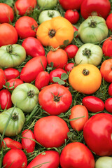 Tomato vegetables background texture. Colorful red green yellow different varieties organic tomatoes harvest on green grass in garden close up in sunlight