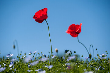 Coquelicot dans un champ de lin