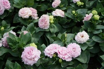 Lisianthus