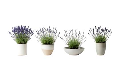 Four potted lavender plants with purple flowers in various ceramic pots arranged in a row on a white background.