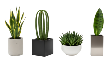 Four different types of potted snake plants or succulents displayed in various modern pots against a white background.