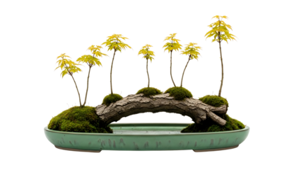 Serene saikei bonsai featuring young saplings on a moss-covered arch, an elegant and artistic indoor plant on a white background
