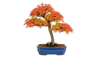 A beautiful Japanese maple bonsai tree with vibrant autumn foliage, an elegant indoor plant isolated on a white background