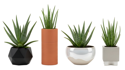 A collection of four stylish succulent indoor plant varieties in modern pots isolated on a clean white background