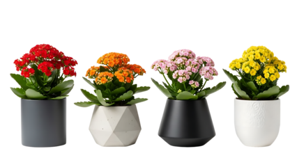 A beautiful row of four colorful flowering indoor plant varieties in stylish modern pots, isolated on a white background for a clean and fresh look