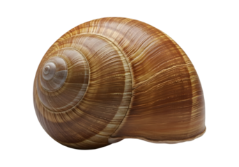 The Beauty of a Snail Shell