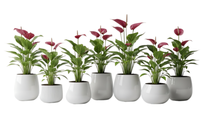 Row of vibrant red flamingo flower indoor plant specimens in minimalist white ceramic pots on a clean white background