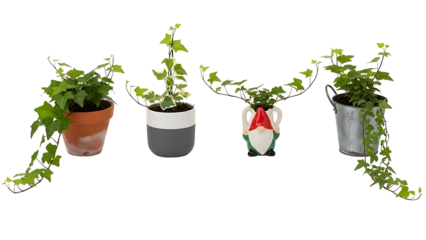 A beautiful collection of four trailing ivy plants, a popular indoor plant variety, in decorative pots against a white background