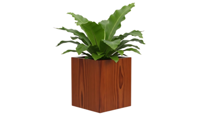 Lush green Bird's Nest Fern, a beautiful indoor plant, sits in a modern wooden cube pot isolated on a clean white background for design