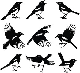Magpie bird silhouette collection in various poses on white
