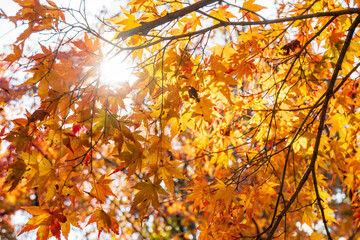 静岡県浜松市鳥羽山公園の紅葉
