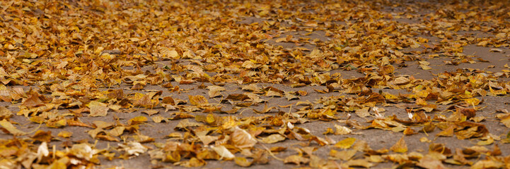 Dry yellow autumn leaves lying on brown asphalt surface, close-up view. Natural seasonal background for fall concepts, change of seasons, nostalgia, and outdoor environment themes.