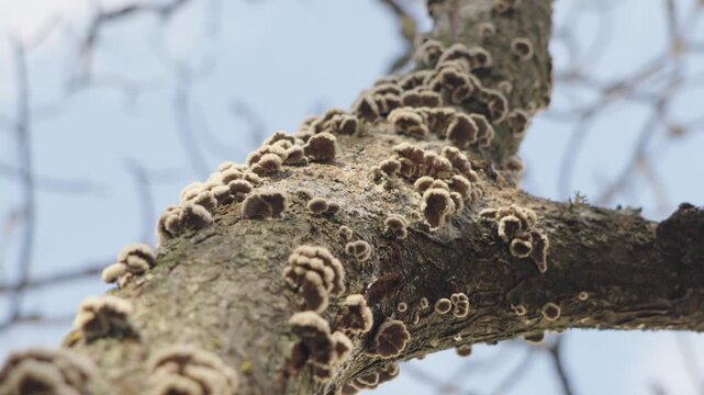 A colony of fungi grows on the trunk of a dead tree	
