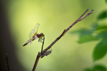 Libellule © DELAIRON