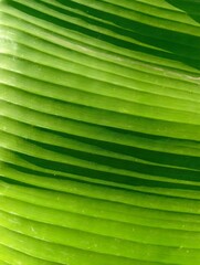 Green Tropical Leaf Texture with Natural Lines