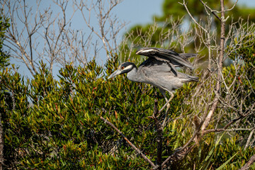 Night Heron in the Marsh