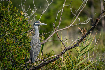 Night Heron in the Marsh