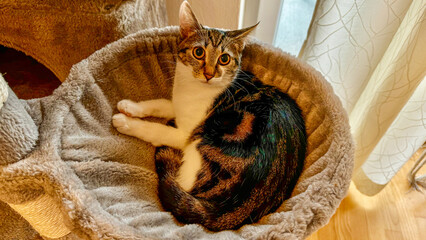 cat on the couch © Martin