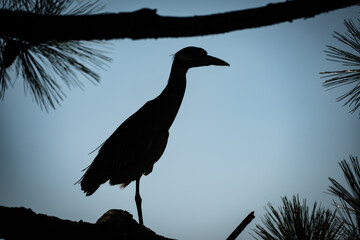 Silhouette Night Heron in the Marsh