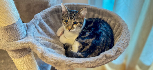 Fototapeta premium cat on a tree