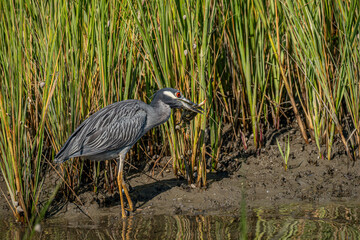 Night Heron in the Marsh