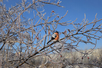 A male bullfinch sits on a branch in winter. A bullfinch in the nature habitat. 
