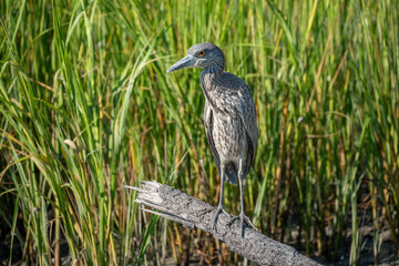 Night Heron in the Marsh