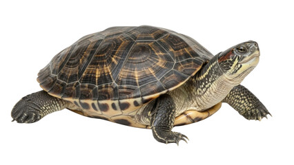 Obraz premium Red-eared slider turtle close up isolated PNG with Transparent Background