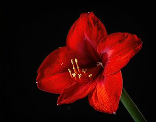 Close-up of a vibrant red flowering plant with delicate petals against a stark black background