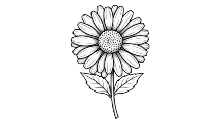Daisy Flower Illustration on White Background