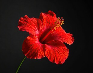A vibrant, close-up photograph showcasing a stunning red hibiscus bloom against a dark background