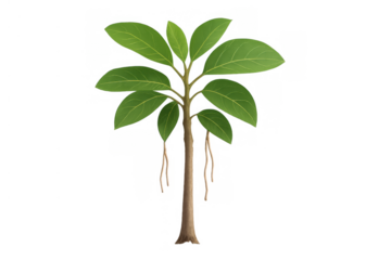 Banyan tree sapling establishing new growth, featuring vibrant green leaves and distinctive aerial roots