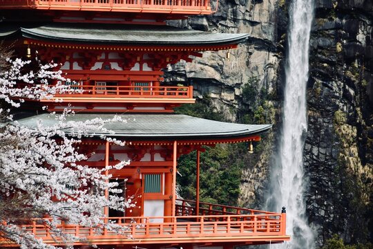 Pagoda del templo de Nachi en la regi&oacute;n de Kumano Kodo, Jap&oacute;n, durante el sakura