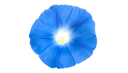 Close-up view of a vibrant blue flower with a bright, yellow center against black background