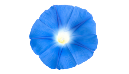 Close-up view of a vibrant blue flower with a bright, yellow center against black background