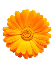 Close-up of a vibrant, orange-yellow flower with numerous petals against a black backdrop