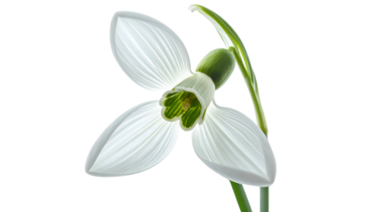 Close-up of a delicate white snowdrop flower, with three prominent petals and a green center